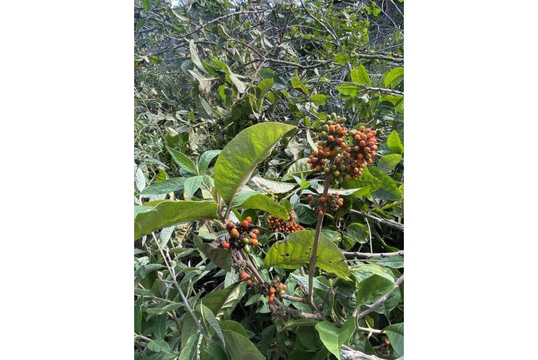 Aegiphila verticillata -985