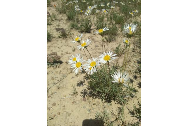 Cisco aster