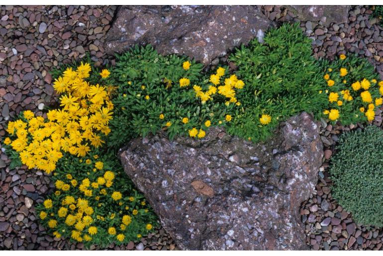 Delosperma nubigenum -1022
