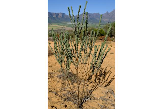 Donsachtig athanasia