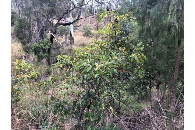 Teruggerolde pittosporum