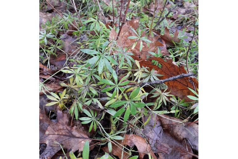 Galium odoratum -1037