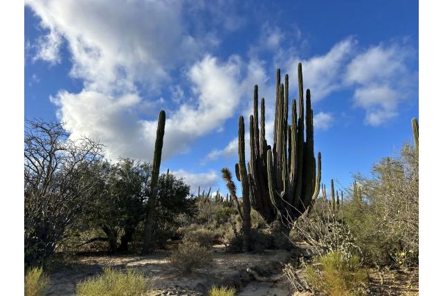 Pringle's pachycereus