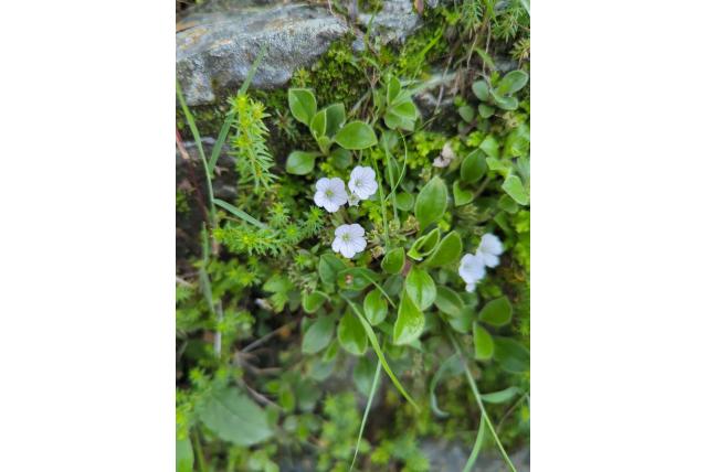 Muizenoor gypsophylla