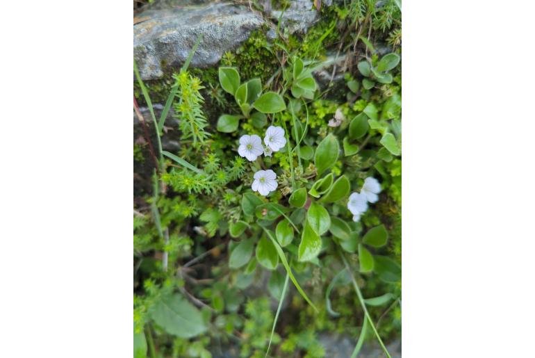 Acanthophyllum cerastioides 1043