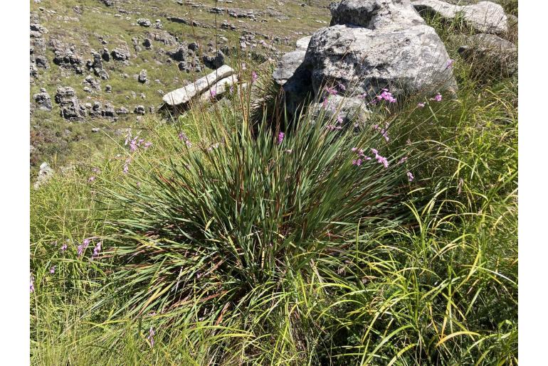 Dierama formosum 1049