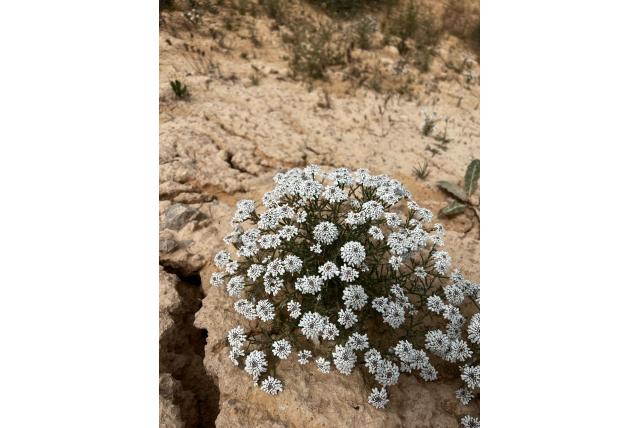 Rots scheefkelk Rots scheefkelk