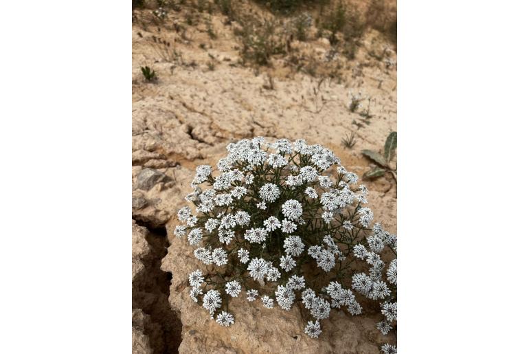 Iberis saxatilis 1059