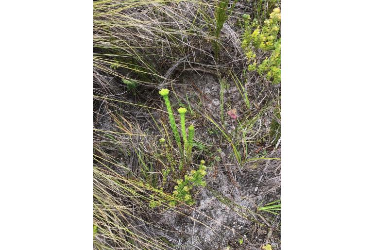 Crassula subulata var fastigiata 1066
