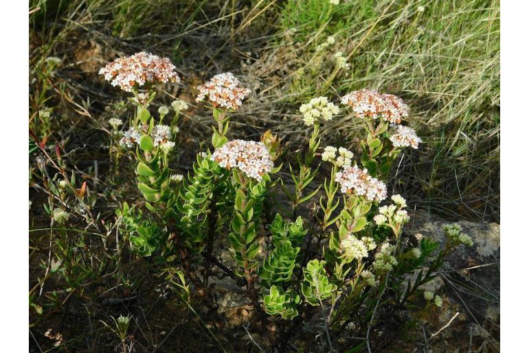 Crassula undulata 1068