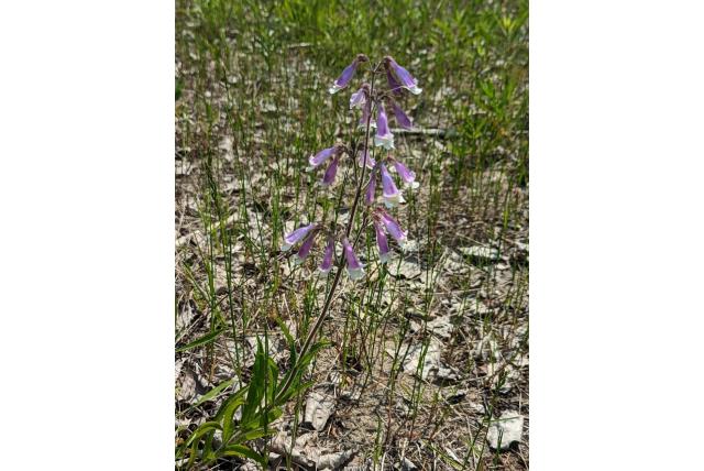 Harige penstemon