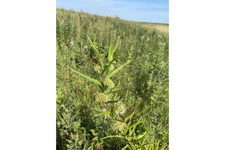Asclepias hirtella -1096