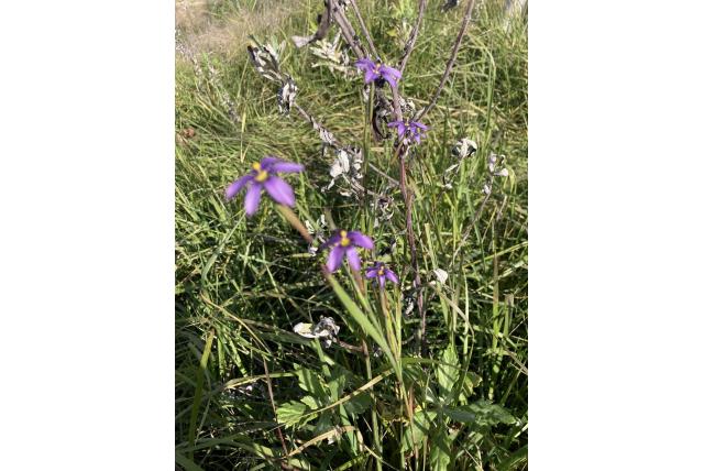 Californisch blauwogig veengras