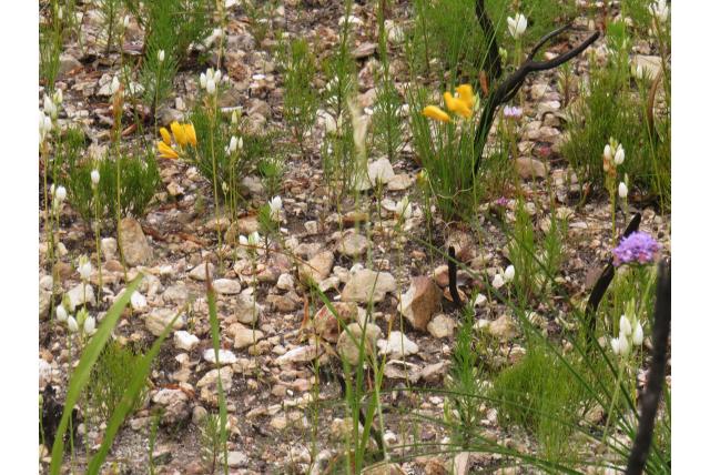 Uitlopers avondbloem