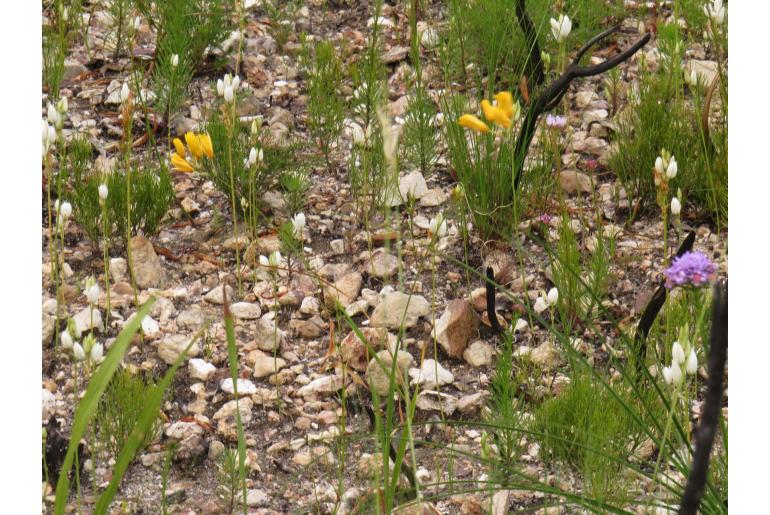 Ixia sarmentosa 1119