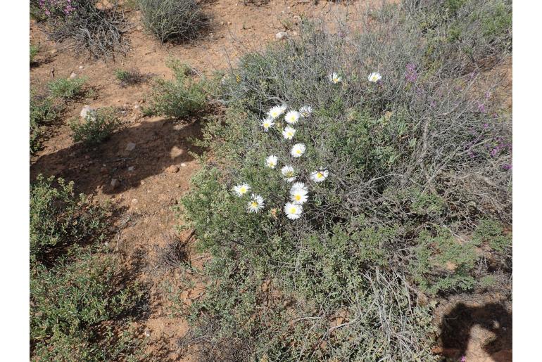 Lampranthus watermeyeri 1121