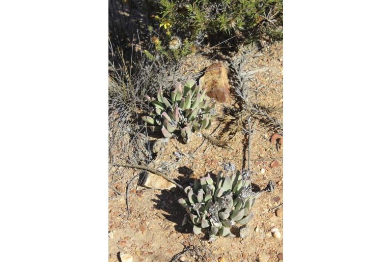 Machairophyllum bijlii 1122