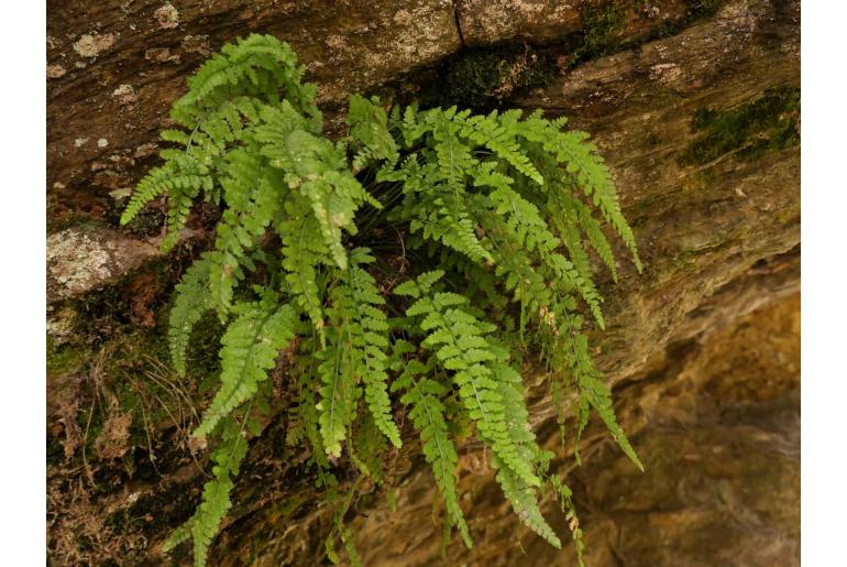 Asplenium forisiense 1135