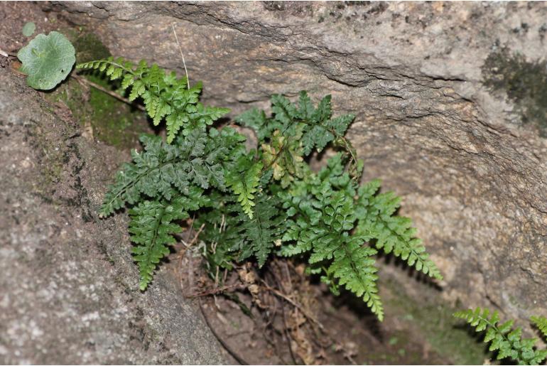 Asplenium obovatum ssp billotii 1136