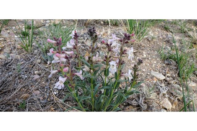 Witte penstemon