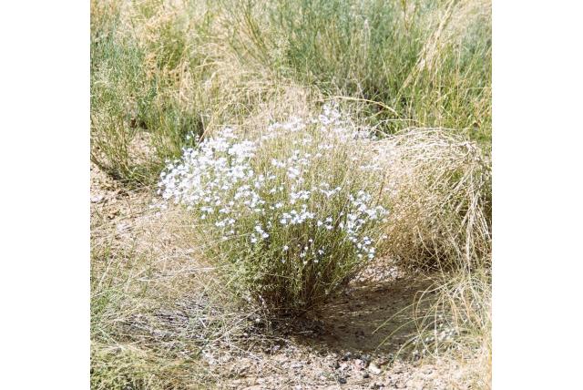 Gilia penstemon