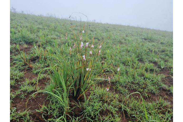 Dierama gracile 1147