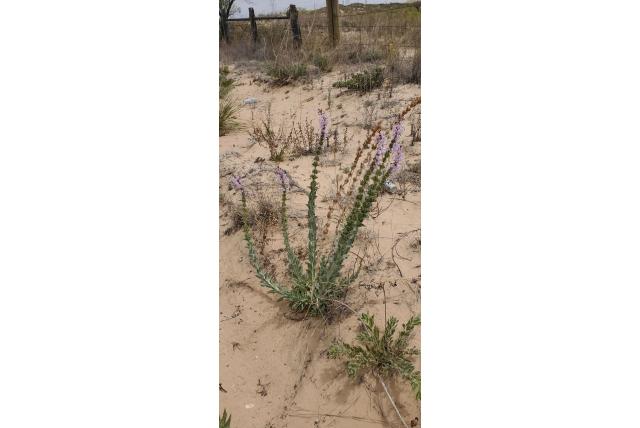 Buckley's penstemon