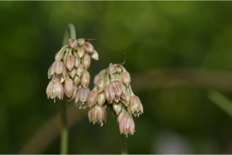 Allium ionicum -1157