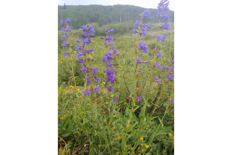 Penstemon mensarum 1169