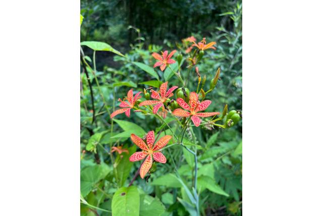 Luipaardbloem Luipaardbloem