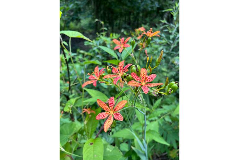 Iris domestica Iris domestica -1173