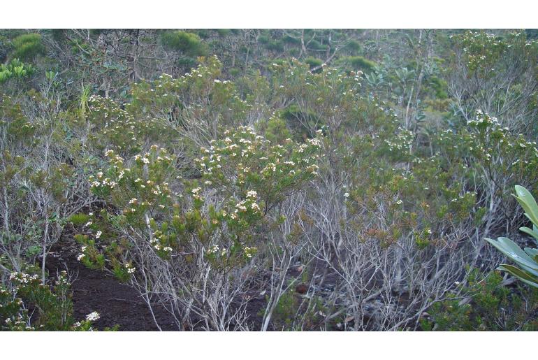 Sannantha leratii 1178