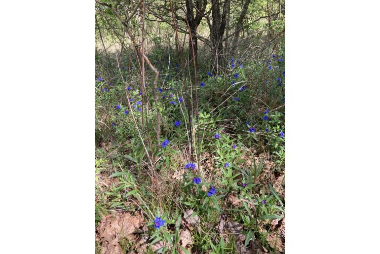 Aegonychon purpurocaeruleum -1182