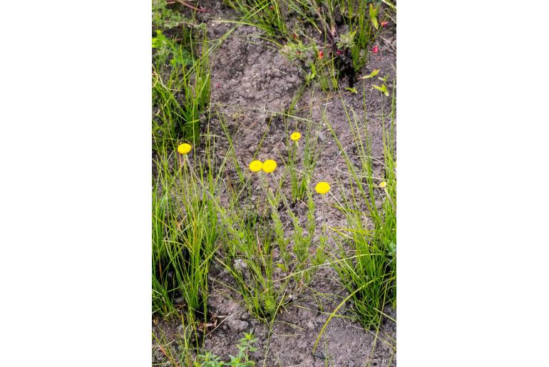 Cotula hispida 1202