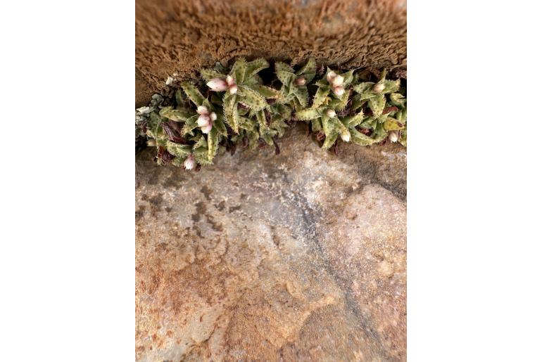 Crassula exilis 1204
