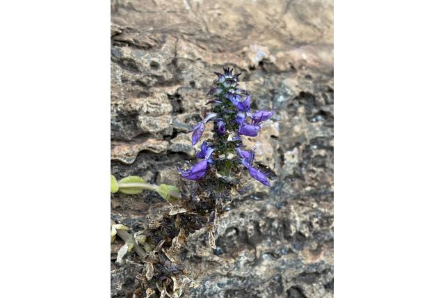 Harigbloemige Coleus