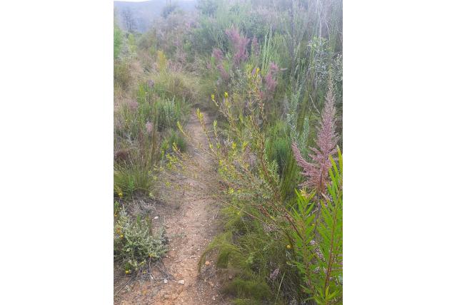 Styphelioides Gnidia Styphelioides Gnidia