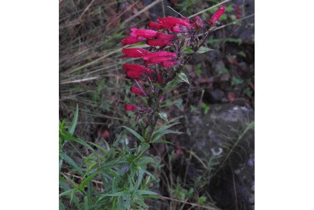 Hartweg’s penstemon Hartweg’s penstemon