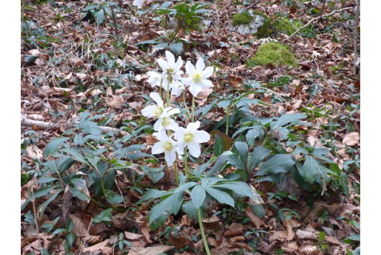 Helleborus niger 1264