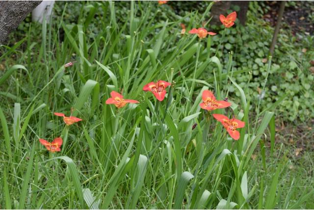 Tijger Bloem
