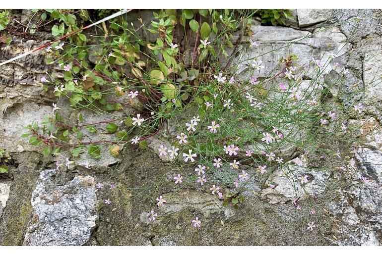 Petrorhagia saxifraga 1296