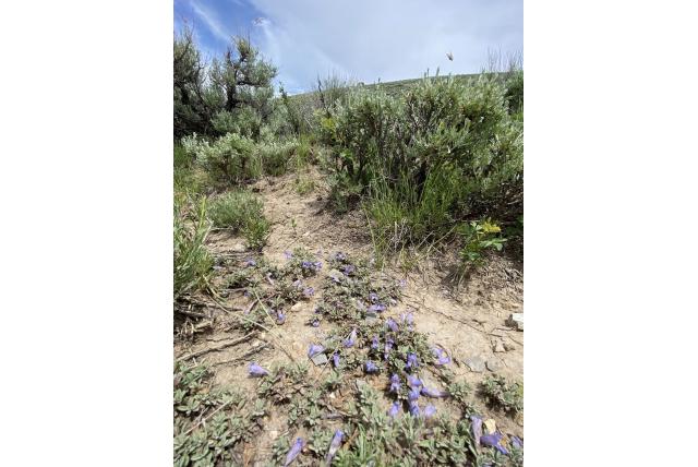 Mat-vormige penstemon