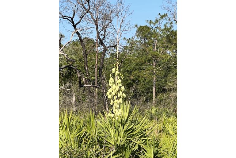 Yucca filamentosa -1307