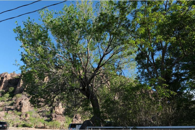 Ulmus pumila -1311