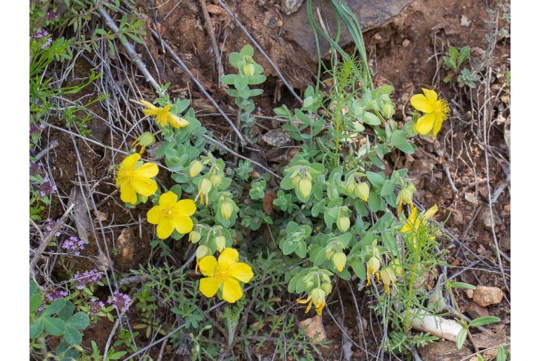Hypericum cerastoides 1315