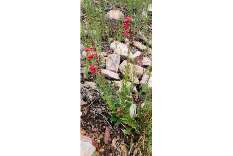 Penstemon cardinalis var cardinalis -1317