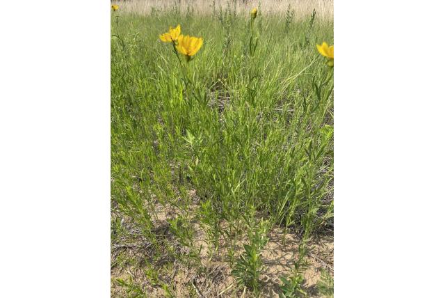 Prairie-coreopsis Prairie-coreopsis