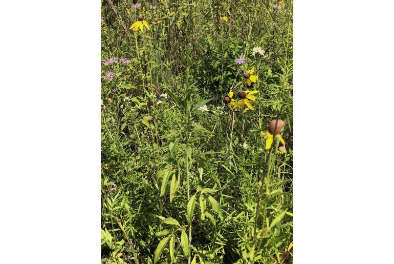 Anacis tripteris&nbsp;1337