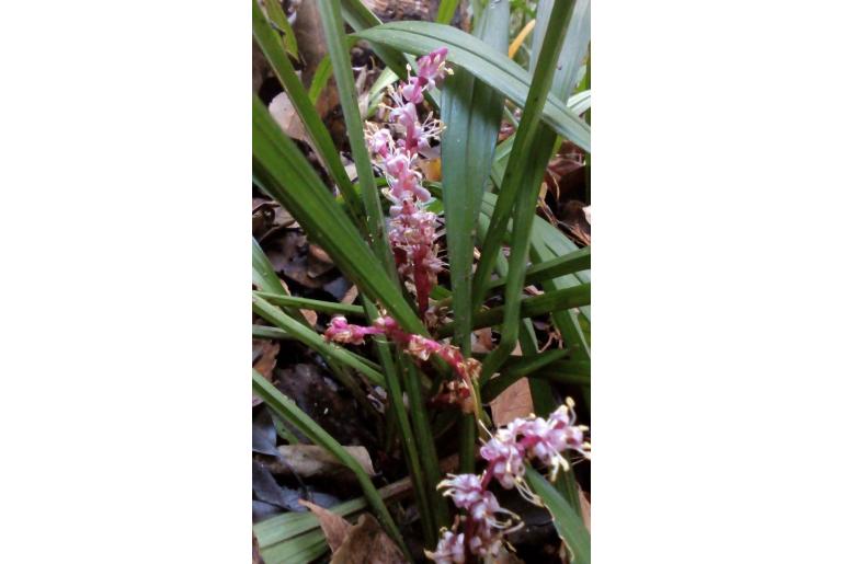 Reineckea carnea 1342