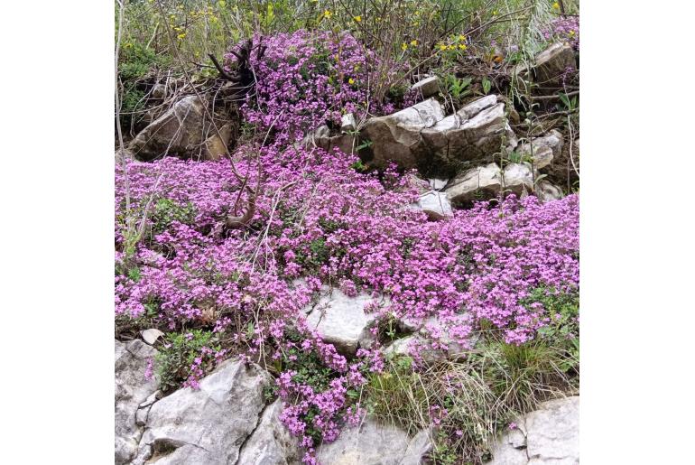 Saponaria ocymoides 1347